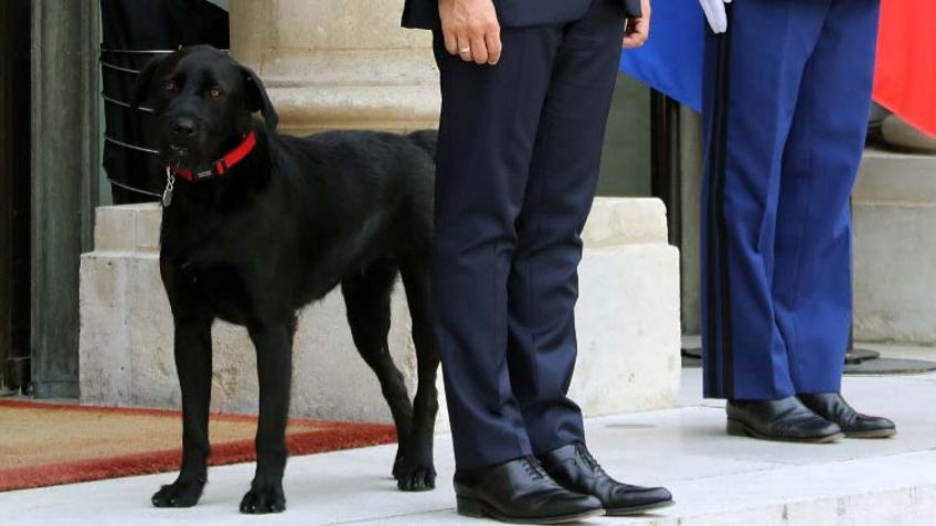 Macron adopta a Nemo, un labrador negro cruzado con grifón