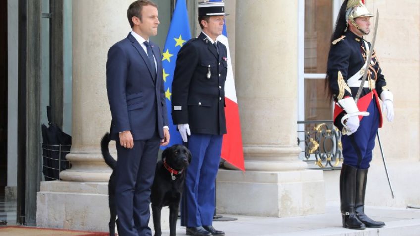 Macron adopta a Nemo, un labrador negro cruzado con grifón