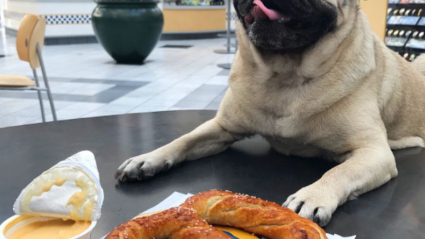 Doug The Pug, el nuevo influencer de comida