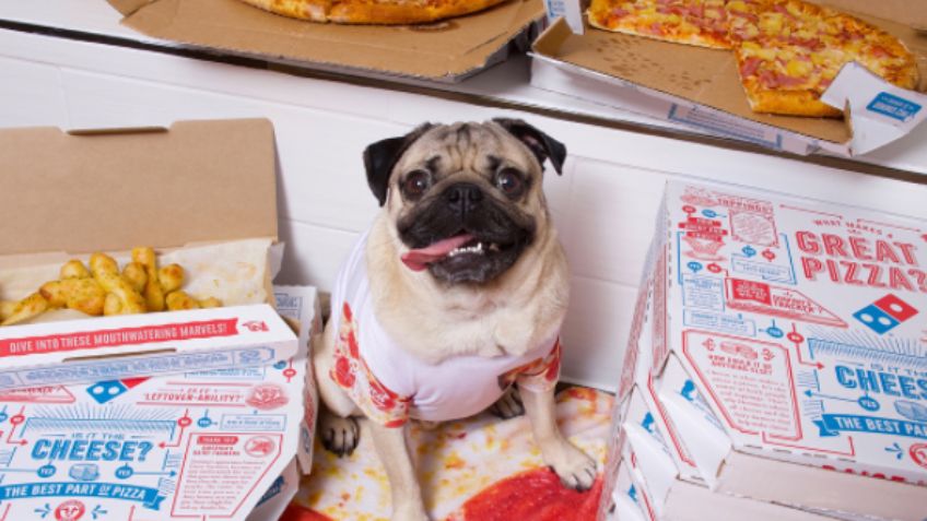 Doug The Pug, el nuevo influencer de comida