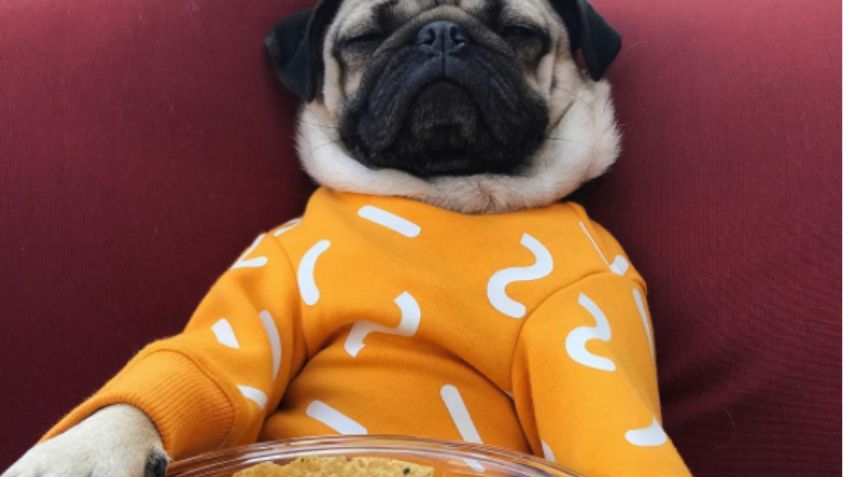 Doug The Pug, el nuevo influencer de comida