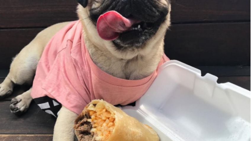 Doug The Pug, el nuevo influencer de comida