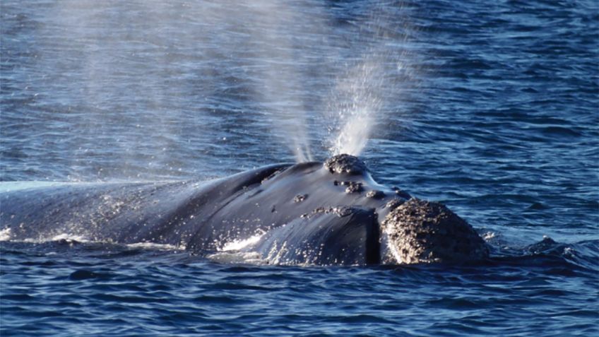 Antepasados de las ballenas eran depredadores con dientes muy afilados