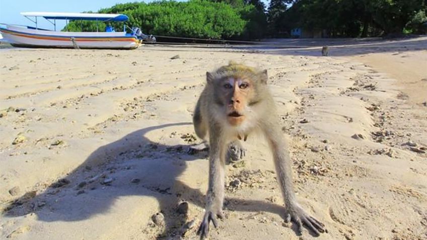 Indonesia recurre a cazadores para terminar con proliferación de macacos