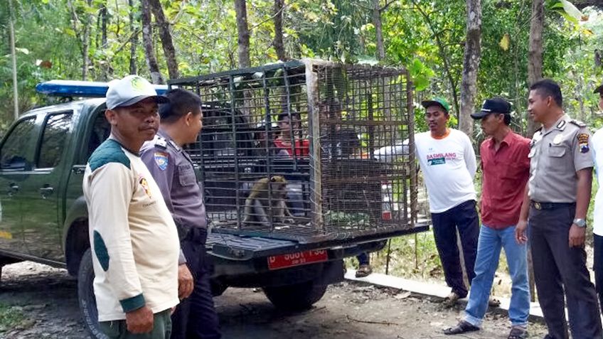 Indonesia recurre a cazadores para terminar con proliferación de macacos