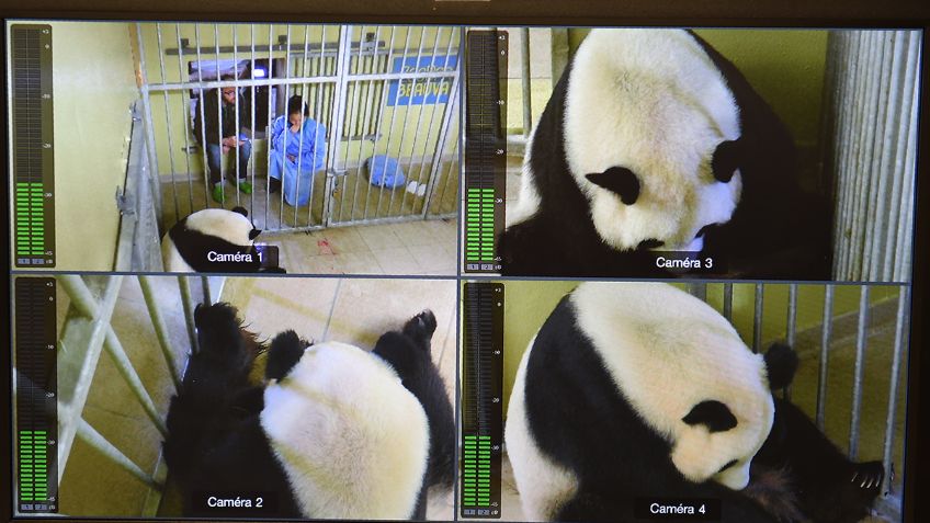 Pandas gemelos nacen en un zoológico de Francia