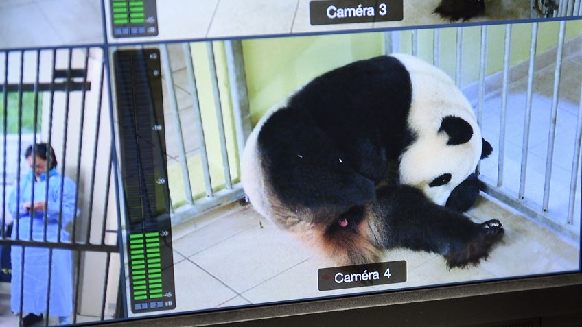 Pandas gemelos nacen en un zoológico de Francia