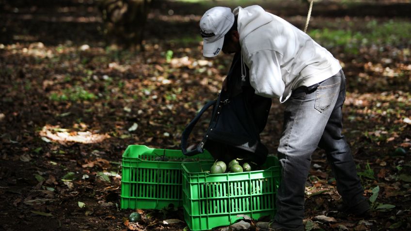 El precio del aguacate mantiene máximo de 90 pesos por kilo