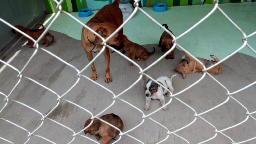 Sube cifra de perros abandonados en el Metro