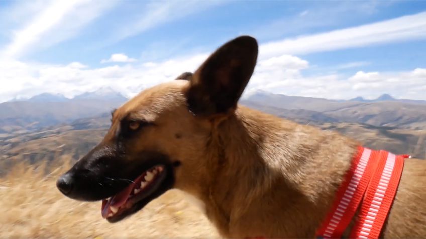 VIDEO: Steve-O, de Jackass, adopta a perrita y su amor por ella se vuelve viral