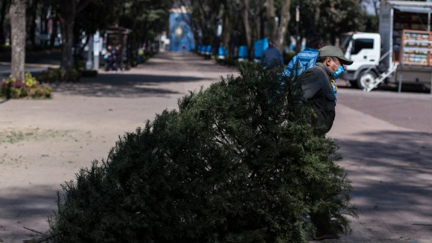 Abandonan 3 mil 672 árboles navideños en calles