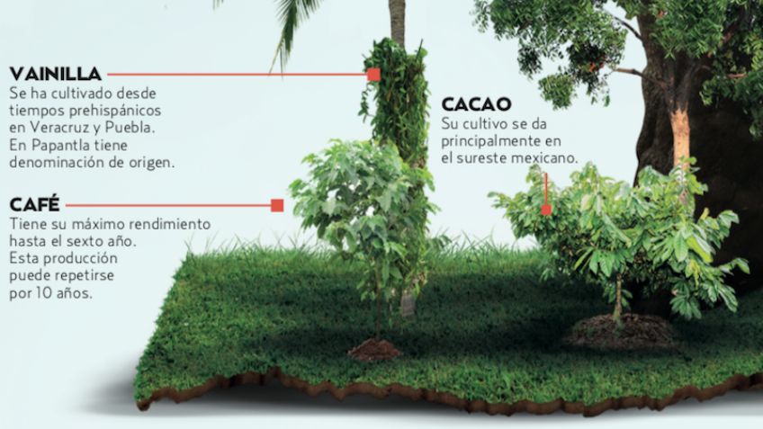 Listo, plan de reforestación