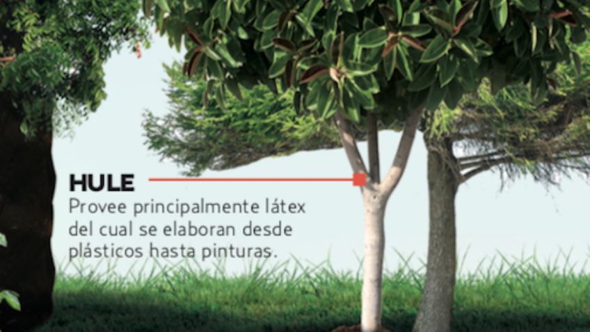 Listo, plan de reforestación