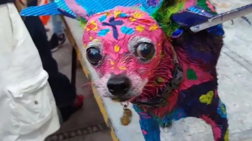 Pinta a su perro chihuahua de alebrije inspirada en la película "Coco"