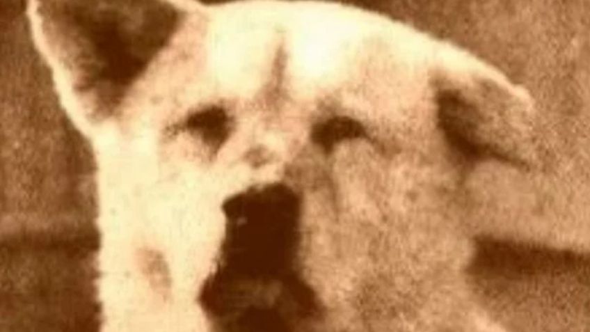 Hachiko, el perro fiel, nació un día como hoy de 1923