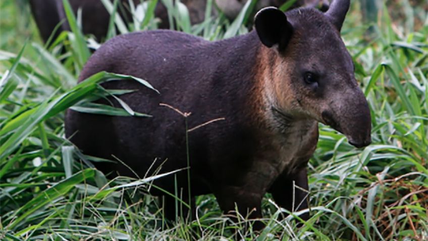 En Venezuela, animales en peligro de extinción empiezan a morir de hambre