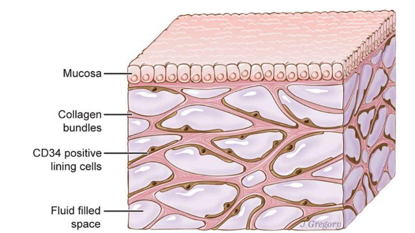 Intersitium: el órgano del cuerpo humano recién descubierto