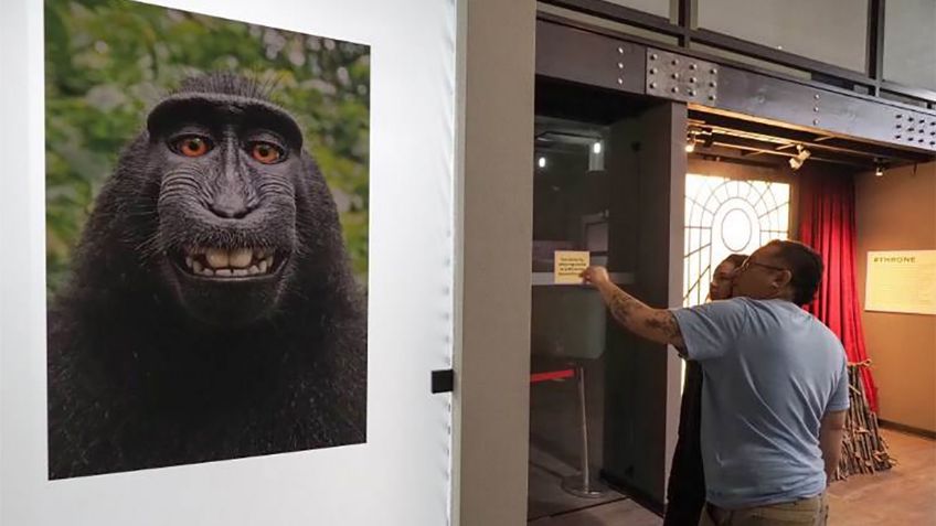 Macaco pierde juicio frente a humano sobre derechos de una selfie