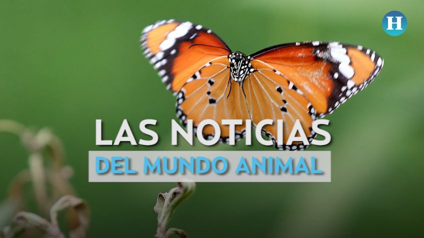 Las noticias del mundo animal