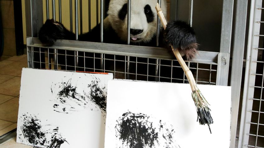 Yang Yang, la osa panda que crea obras de arte en el zoo de Viena