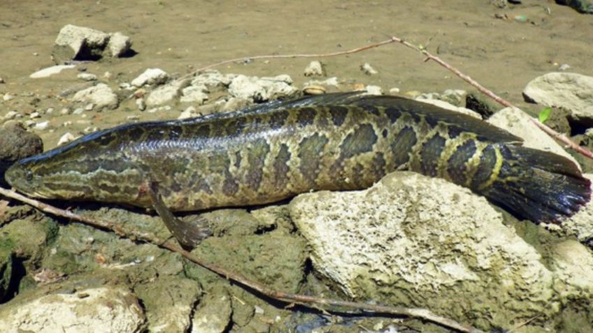 ¡Aterrador! Este es el peligroso pez con cabeza de serpiente capaz de salir a tierra y caminar