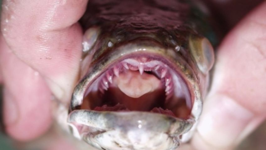 ¡Aterrador! Este es el peligroso pez con cabeza de serpiente capaz de salir a tierra y caminar