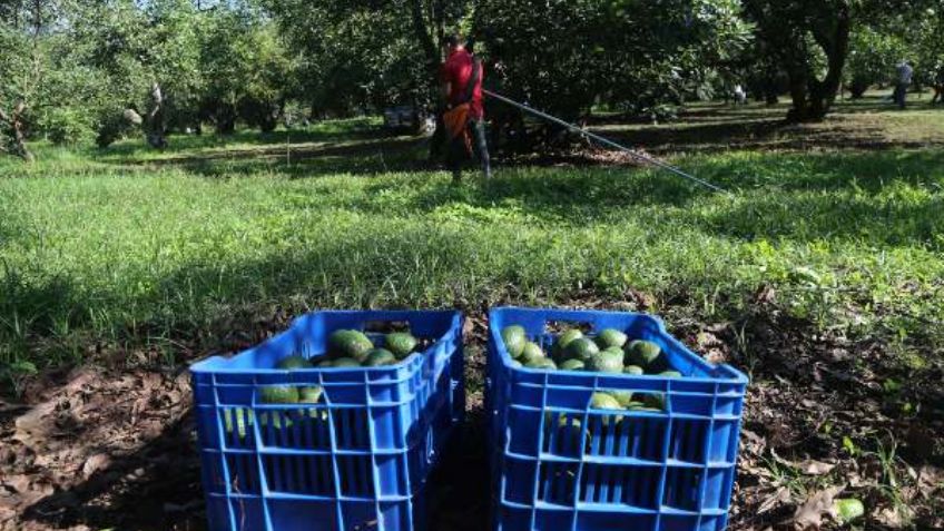 Insecticida usado para proteger aguacate, podría causar Parkinson: UNAM