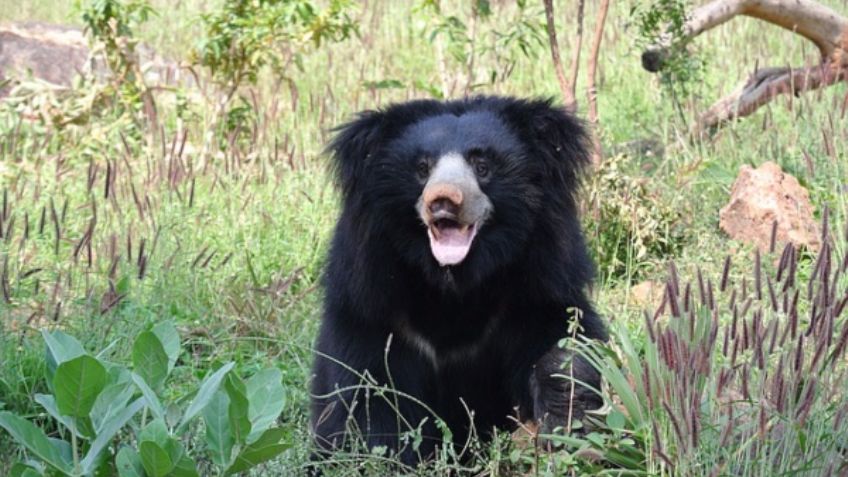 Detienen a cazador por comerse genitales de osos para aumentar su potencia sexual