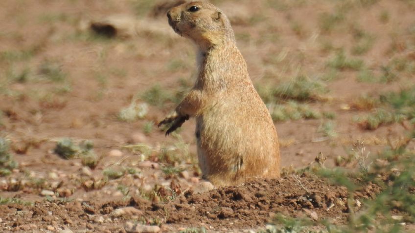 Al menos 171 animales endémicos de México se encuentran en peligro de extinción