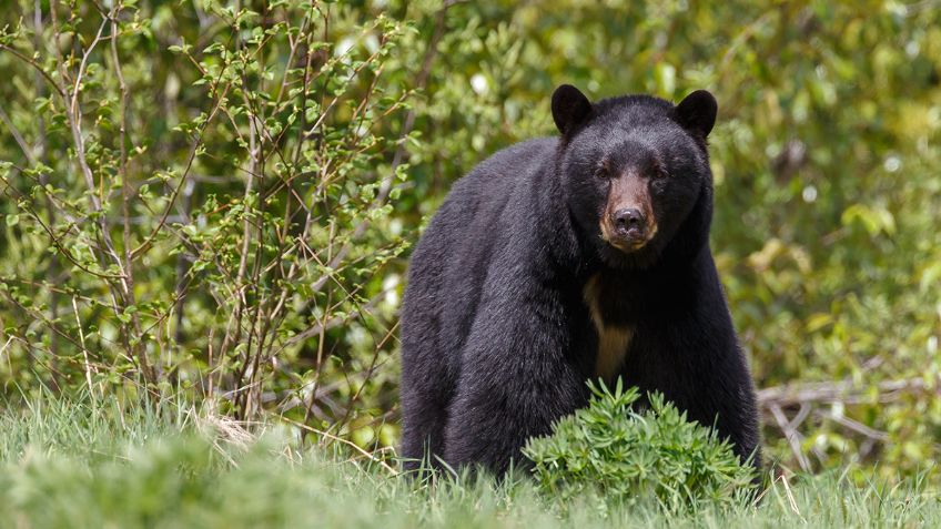 Al menos 171 animales endémicos de México se encuentran en peligro de extinción