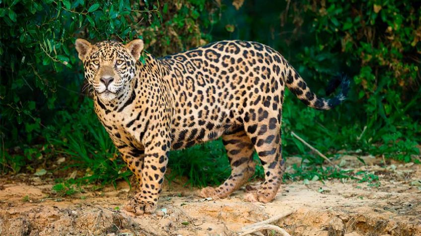 Al menos 171 animales endémicos de México se encuentran en peligro de extinción