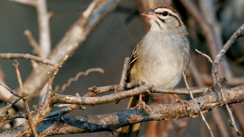 Al menos 171 animales endémicos de México se encuentran en peligro de extinción