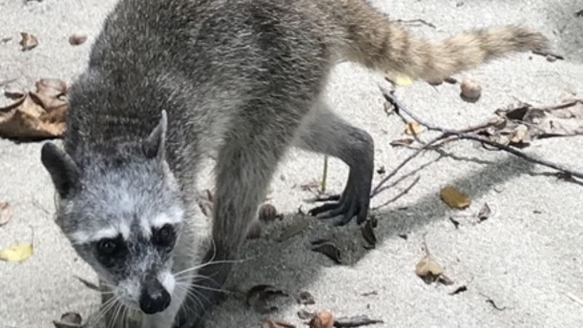 Al menos 171 animales endémicos de México se encuentran en peligro de extinción