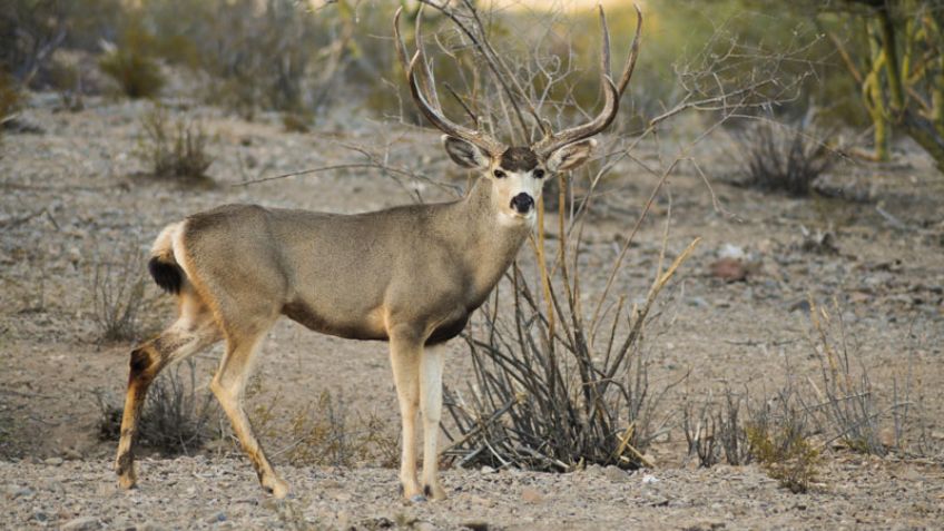 Al menos 171 animales endémicos de México se encuentran en peligro de extinción