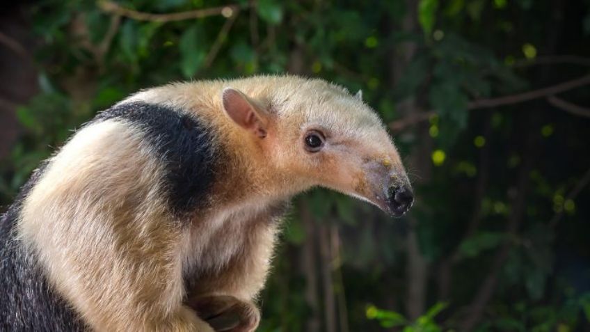 Al menos 171 animales endémicos de México se encuentran en peligro de extinción