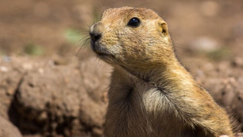 Al menos 171 animales endémicos de México se encuentran en peligro de extinción