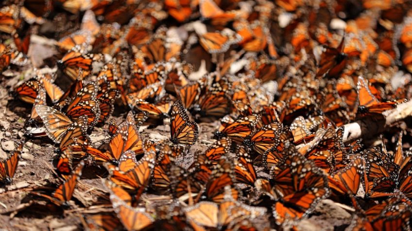 Michoacán se prepara para recibir a las mariposas Monarca: FOTOS