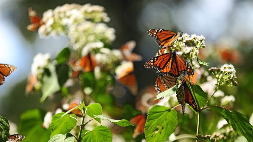 Michoacán se prepara para recibir a las mariposas Monarca: FOTOS