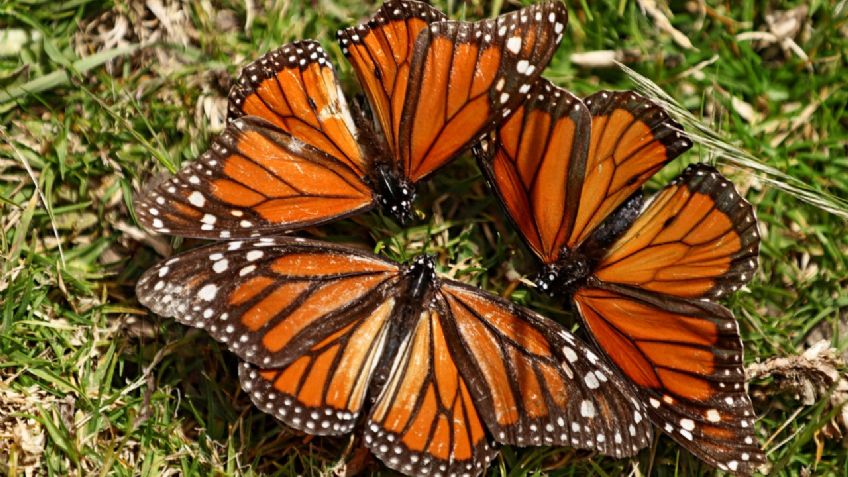 Michoacán se prepara para recibir a las mariposas Monarca: FOTOS