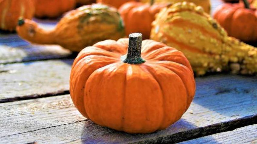 Calabaza: Estrella del  Thanksgiving