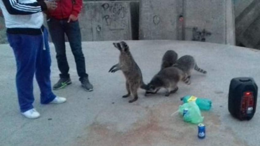 ¡No le hicieron el feo! Jóvenes ofrecen cerveza a mapaches en la playa: FOTOS