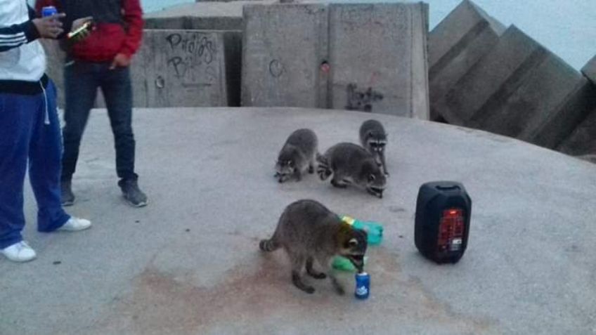 ¡No le hicieron el feo! Jóvenes ofrecen cerveza a mapaches en la playa: FOTOS