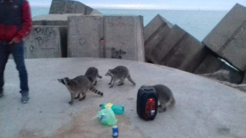 ¡No le hicieron el feo! Jóvenes ofrecen cerveza a mapaches en la playa: FOTOS