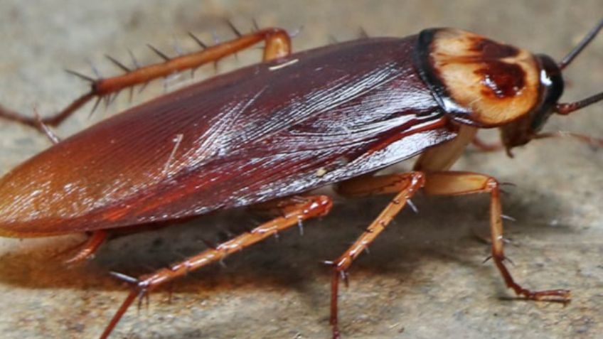 ¡Difícil de creer! Dueño de cucaracha embarazada la lleva al veterinario para que la operen