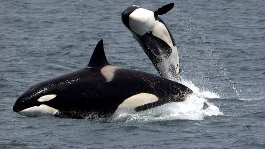 Abuelas orcas viven más para ayudar a los nietos, lo llaman "efecto abuela"