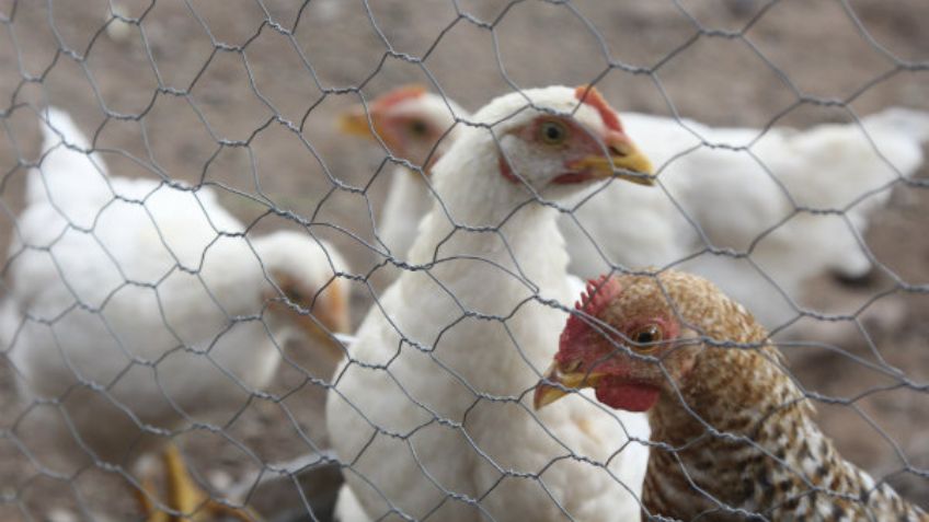 Senasica frena brote de enfermedad de Newcastle en aves de Jalisco, Guanajuato y Chiapas