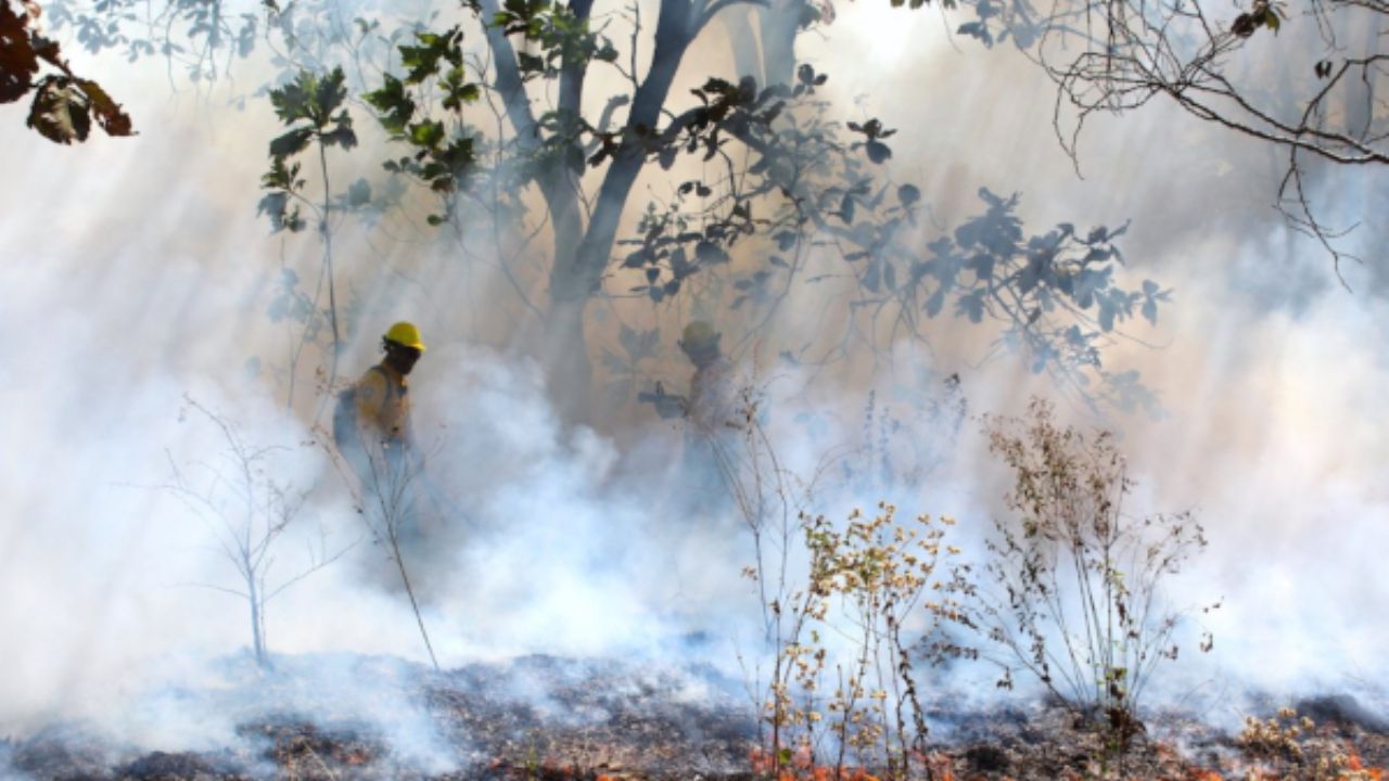 Incendios Forestales En México Hay 116 De Los Cuales 78 Siguen Activos El Heraldo De México 5022