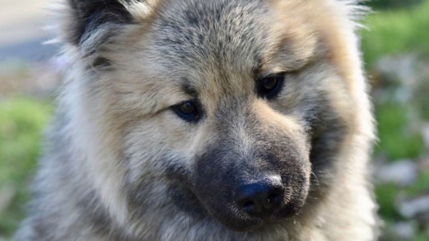 Perro salva la vida de un bebé tras ser enterrado por su madre