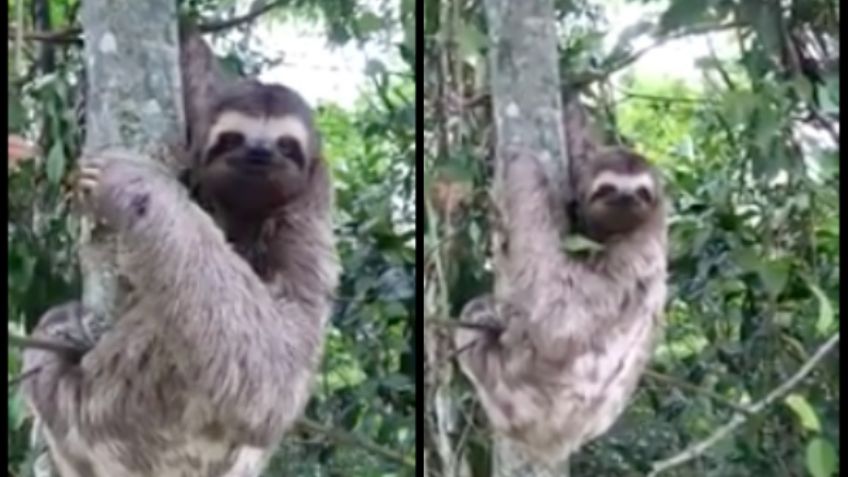 Oso perezoso es rescatado por un hombre y agradece con tierno gesto: VIDEO