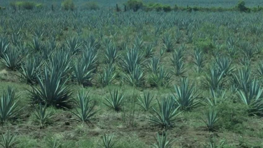 Producción de tequila en Jalisco rompe récord